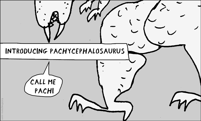 introducing pachycephalosaurus - pachi